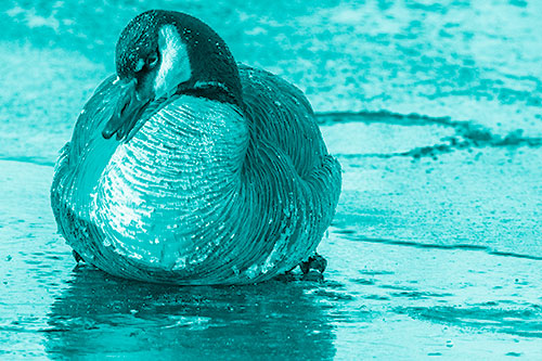 Open Mouthed Goose Laying Atop Ice Frozen River (Cyan Shade Photo)