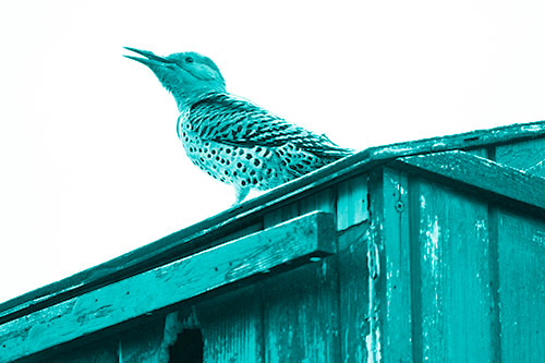 Open Mouthed Northern Flicker Woodpecker (Cyan Shade Photo)