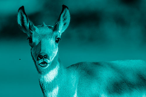 Open Mouthed Pronghorn Gazes In Shock (Cyan Shade Photo)