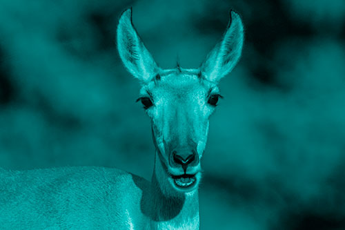 Open Mouthed Pronghorn Spots Intruder (Cyan Shade Photo)