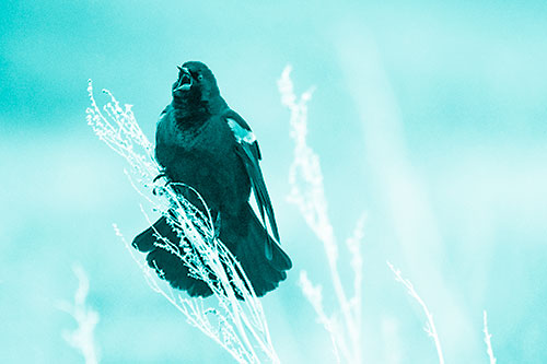 Open Mouthed Red Winged Blackbird Chirping Aggressively (Cyan Shade Photo)