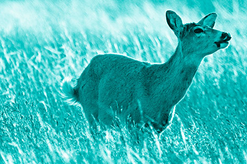 Open Mouthed White Tailed Deer Among Wheatgrass (Cyan Shade Photo)