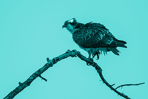 Osprey Hawk Balancing Among Bending Tree Branch (Cyan Shade)