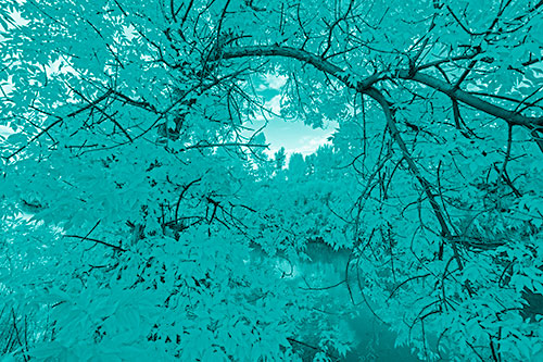 Overlooking River Through Bending Leaf Covered Autumn Tree Branch (Cyan Shade)