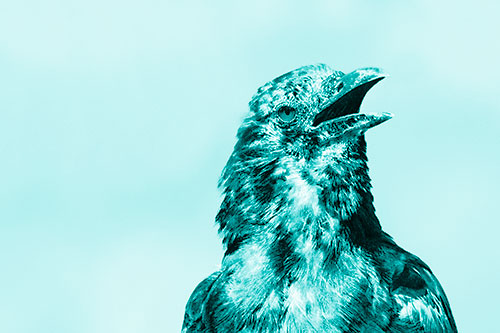 Panting Open Mouthed Crow Cooling Down Among Heat (Cyan Shade)