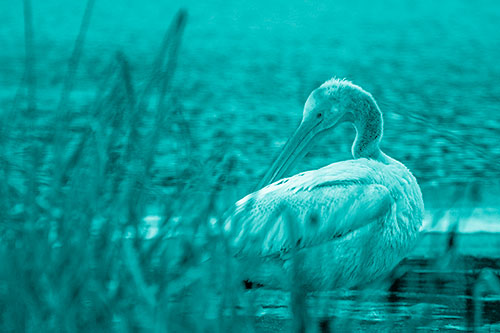Pelican Grooming Beyond Water Reed Grass (Cyan Shade Photo)