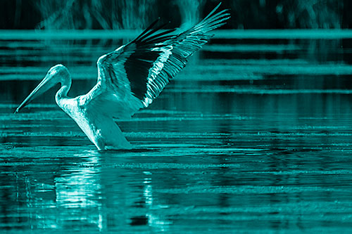 Pelican Takes Flight Off Lake Water (Cyan Shade Photo)
