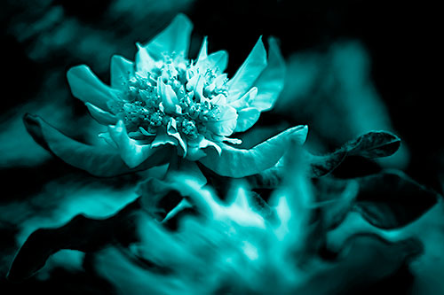 Peony Flower In Motion (Cyan Shade Photo)