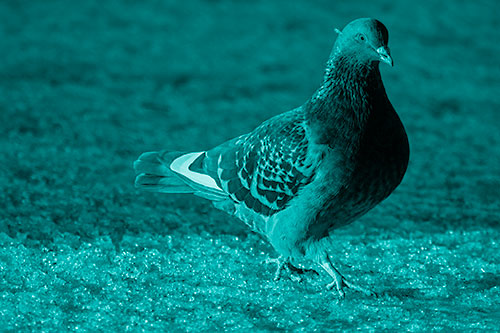 Pigeon Crosses Shadow Covered River Ice (Cyan Shade Photo)