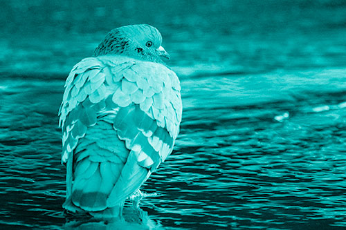 Pigeon Glancing Backwards Among River Water (Cyan Shade Photo)