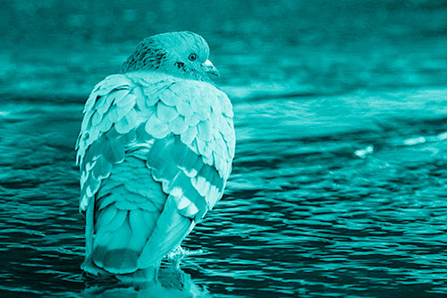 Pigeon Glancing Backwards Among River Water (Cyan Shade)