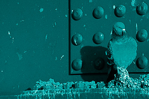 Pigeon Keeping Watch Among Dirty Bridge Steel (Cyan Shade)