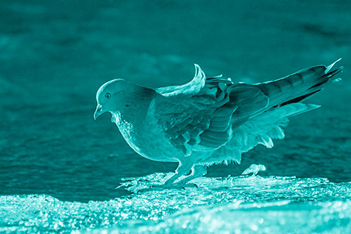 Pigeon Peeking Over Frozen River Ice Edge (Cyan Shade Photo)