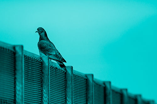 Pigeon Standing Atop Steel Guardrail (Cyan Shade Photo)