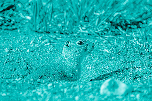 Prairie Dog Emerges From Dirt Tunnel (Cyan Shade)