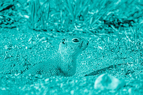 Prairie Dog Emerges From Dirt Tunnel (Cyan Shade Photo)