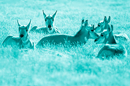 Pronghorn Herd Rest Among Grass (Cyan Shade Photo)