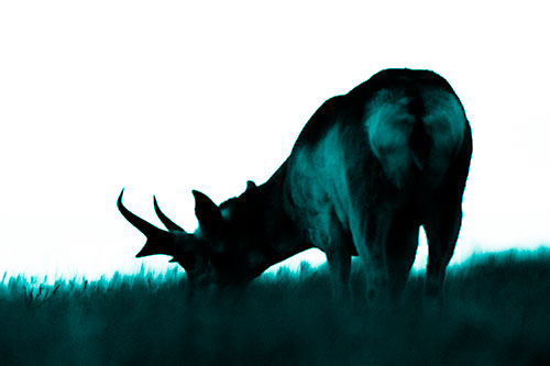 Pronghorn Silhouette Eating Grass (Cyan Shade Photo)