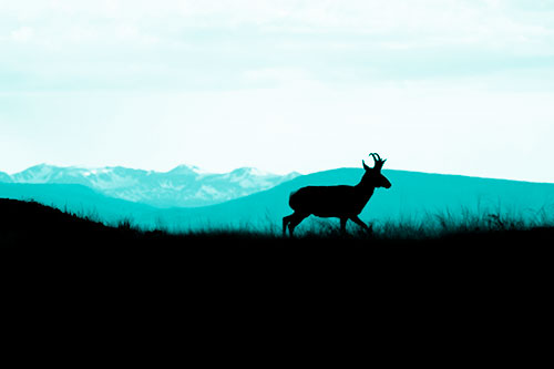 Pronghorn Silhouette On The Prowl (Cyan Shade Photo)