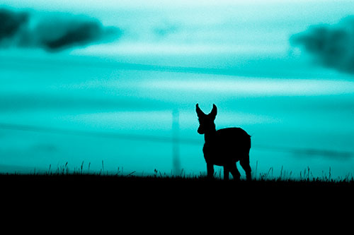 Pronghorn Silhouette Watches Sunset Atop Grassy Hill (Cyan Shade Photo)