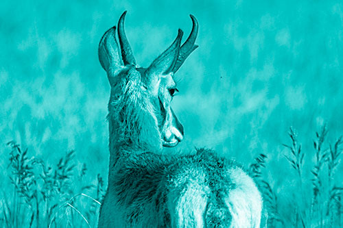 Pronghorn Watching Annoying Fly Buzzing Around (Cyan Shade)