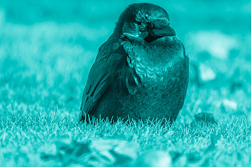 Puffy Crow Standing Guard Among Leaf Covered Grass (Cyan Shade Photo)