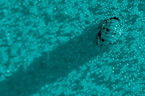 Pupa Convergent Lady Beetle Casts Shadow Among Sparkles (Cyan Shade Photo)