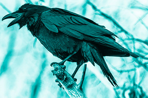 Raven Croaking Among Tree Branches (Cyan Shade Photo)