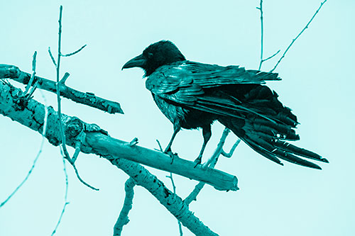 Raven Grips Onto Broken Tree Branch (Cyan Shade Photo)