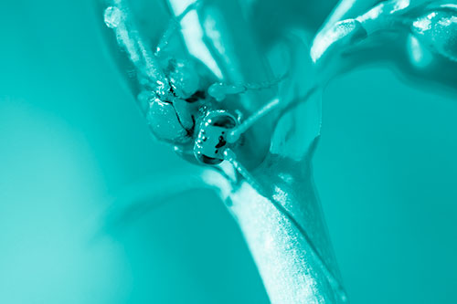 Red Wasp Crawling Down Flower Stem (Cyan Shade)