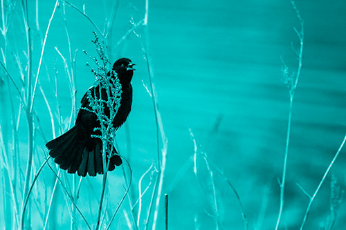 Red Winged Blackbird Chirping From Plant Top (Cyan Shade Photo)