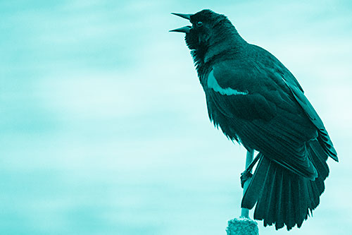 Red Winged Blackbird Singing Atop Cattail Branch (Cyan Shade)