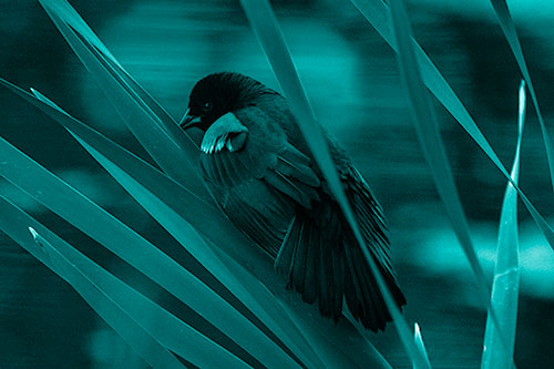 Red Winged Blackbird Watching Atop Water Reed Grass (Cyan Shade Photo)