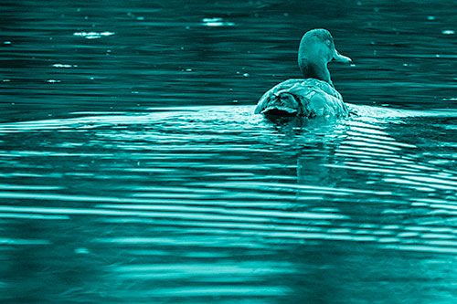 Redhead Duck Swimming Across Water (Cyan Shade Photo)