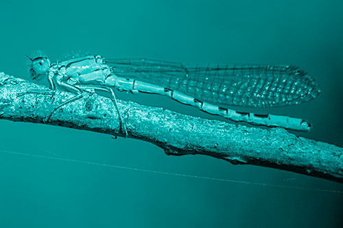 Resting Damselfly Spread Across Branch (Cyan Shade)
