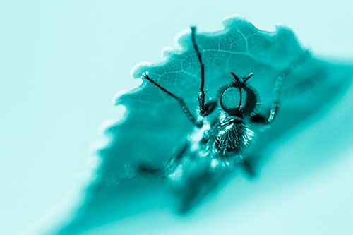 Resting March Fly Seeks Shade Beneath Leaf Petal (Cyan Shade)