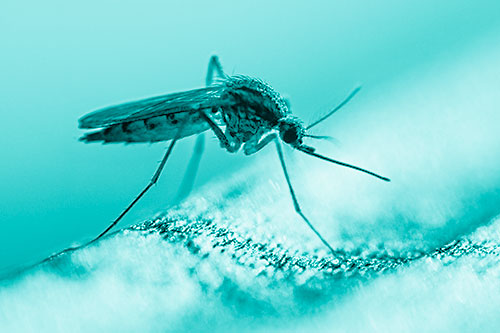 Resting Mosquito Awaits Warmth Among Sunlight (Cyan Shade)