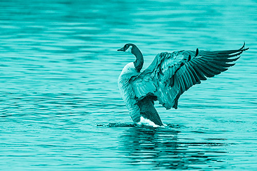 Rising Canadian Goose Spreading Wings Among Lake Top (Cyan Shade)