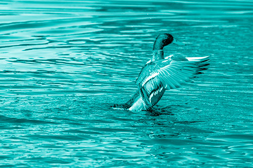 Rising Mallard Duck Flapping Wings Among Rippling Water (Cyan Shade)