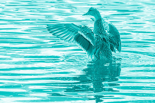 Rising Mallard Duck Flaps Wings Atop Lake (Cyan Shade)