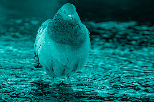River Standing Pigeon Watching Ahead (Cyan Shade)