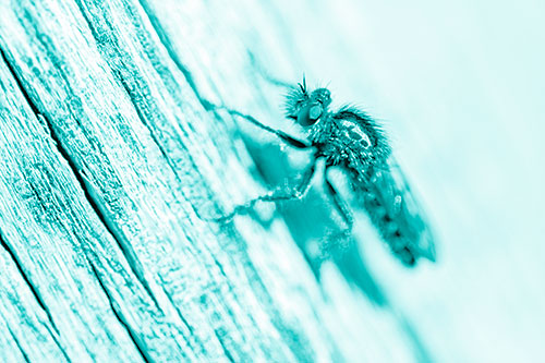 Robber Fly Perched Along Sloping Tree Stump (Cyan Shade Photo)