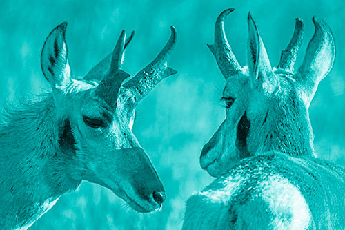 Romantic Pronghorn Couple Get Close (Cyan Shade)