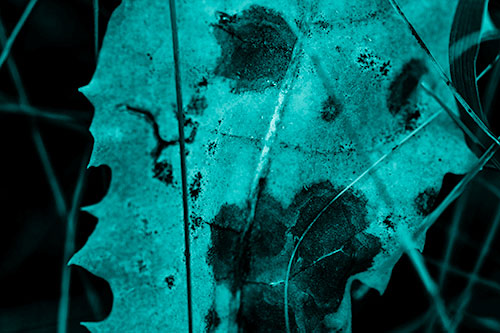 Rot Screaming Leaf Face Among Grass Blades (Cyan Shade Photo)