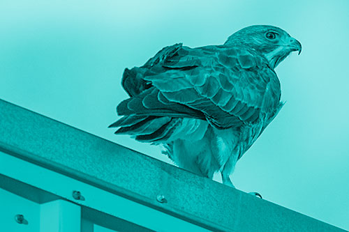 Rough Legged Hawk Enjoying Sunrise Atop Steel Roof Ledge (Cyan Shade)