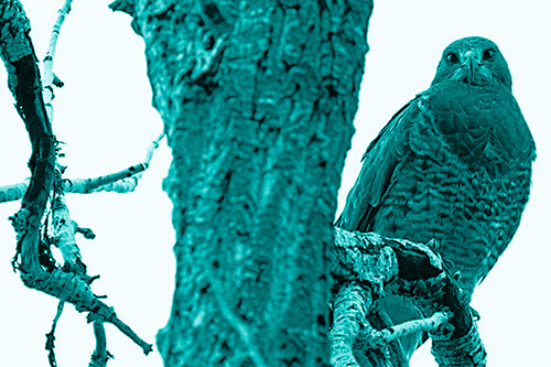 Rough Legged Hawk Watches Intensely Atop Tree Branch (Cyan Shade Photo)
