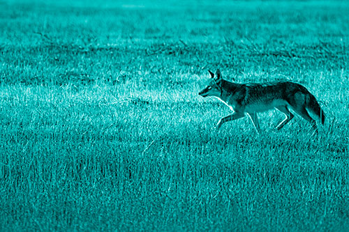 Running Coyote Hunting Among Grass Prairie (Cyan Shade Photo)