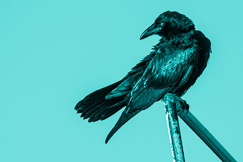Rusted Rail Raven Keeping Watch (Cyan Shade)