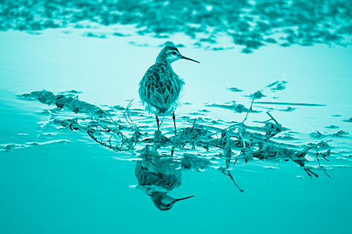 Sandpiper Bird Perched On Floating Lake Stick (Cyan Shade Photo)