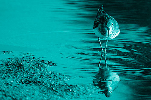 Sandpiper Watching Water Rippling Among Shoreline (Cyan Shade)